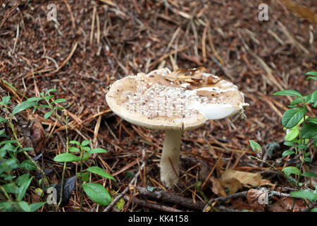 Die ungeniessbare Pilz blasse Fliegenpilz im Wald wachsen, Nahaufnahme. Tod Kappe wächst in der Nähe eines Ameisenhaufens Stockfoto