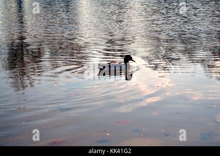 Eine Ente schwimmen über einem Teich mit Bäumen, die in der Reflexion. Stockfoto