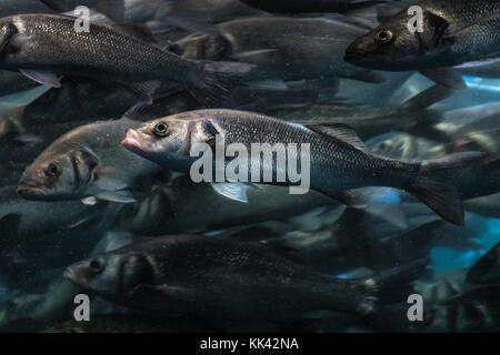 Ein Fisch in grosse Fische Schwarm Ständigen aus der Masse heraus - Stockfoto