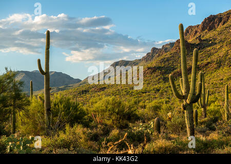 Ein elf Eule in der Wüste Südwesten USA Stockfoto