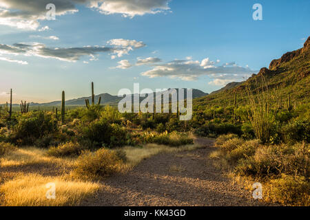 Ein elf Eule in der Wüste Südwesten USA Stockfoto