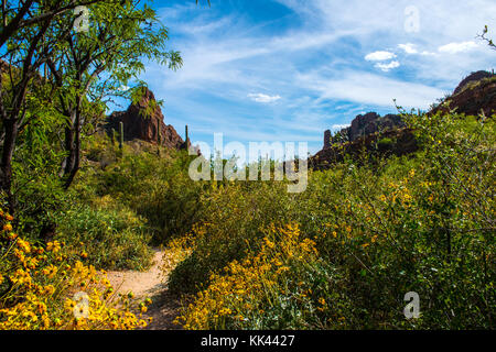 Ein elf Eule in der Wüste Südwesten USA Stockfoto