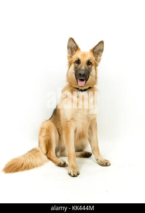 Golden Brown Deutscher Schäferhund Elsässischen Hund sitzt gegen weißen Hintergrund Stockfoto