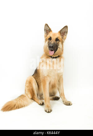 Golden Brown Deutscher Schäferhund Elsässischen Hund sitzt gegen weißen Hintergrund Stockfoto