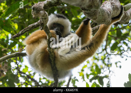 Eine Diademed sifaka (Propithecus diadema) am Baum. Andasibe Mantadia Nationalpark. Madagaskar, Afrika. Stockfoto