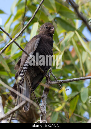 Ein geringerer Vasa-Parrot (Coracopsis nigra) auf einem Baum gehockt. Mantadia Nationalpark. Madagaskar, Afrika. Stockfoto