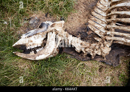 Nahaufnahme Blick auf verwesenden Körper mit Skelett der Tote Kuh Stockfoto