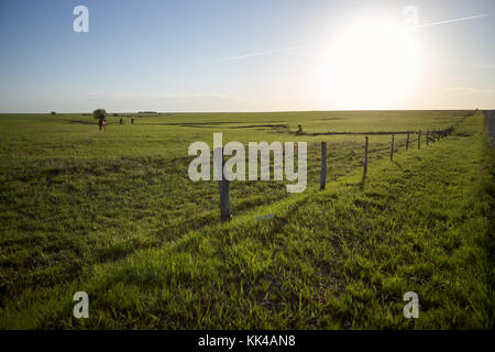 Elektrischen Zaun umgebenden grünen Weide an einem sonnigen Tag Stockfoto