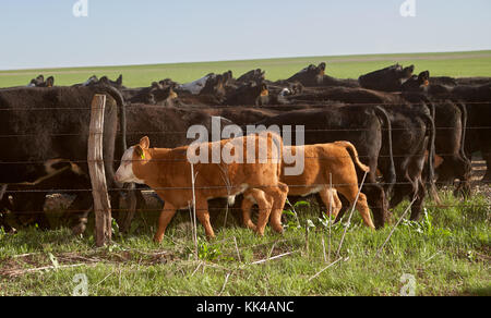 Rinder grasen auf der Weide hinter elektrischen Zaun an einem sonnigen Tag, Kansas, USA Stockfoto