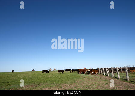 Herde Rinder, die in einem flachen Weide mit Kabel und Pole Zaun mit weit entfernten Treibern oder Cowboys am Horizont mit den Tieren Stockfoto