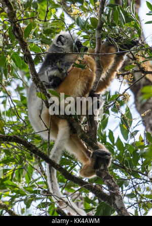 Mama und Baby Diademed sifakas (Propithecus diadema) auf einem Baum. Mantadia Nationalpark. Madagaskar, Afrika. Stockfoto