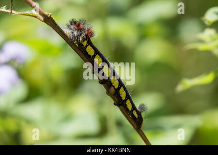 Eine bunte haarige Raupe (Borocera cajani?) auf einem Zweig. - Andasibe Mantadia Nationalpark. Madagaskar, Afrika. Stockfoto