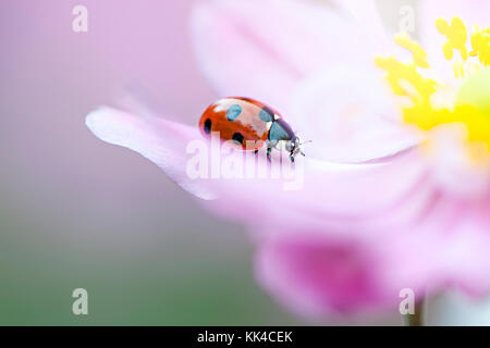 Ein 7-Punkt Marienkäfer ruht auf dem Blütenblatt einer japanischen Anemone rosa Blume Stockfoto