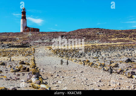 Magellanic penguin (spheniscus Magellanicus) in Patagonien Stockfoto