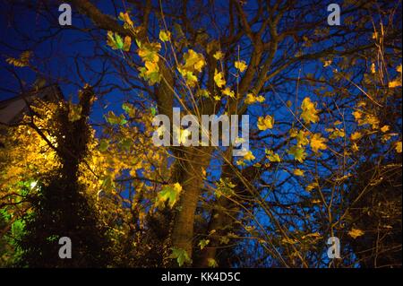 Der Baum und seine Nachbarn - 19/11/2011 - - Schatten und Licht für die Photosynthese mit grünem Licht. - Sylvain Leser / Le Pictorium Stockfoto