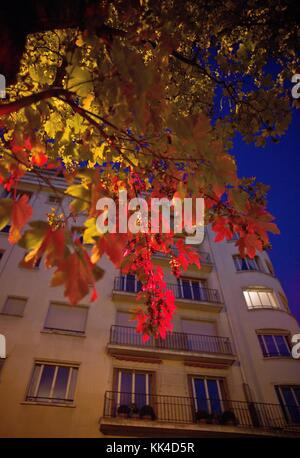 Der Baum und seine Nachbarn - 19/11/2011 - - Ahornblatt rotes Licht. - Sylvain Leser / Le Pictorium Stockfoto