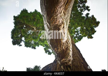 Der Baum und seine Nachbarn - 23/04/2011 - - Rotholz, Park du Chateau de Versailles im Regen" Ich kannte die Louis' - Sylvain Leser/le pictorium Stockfoto