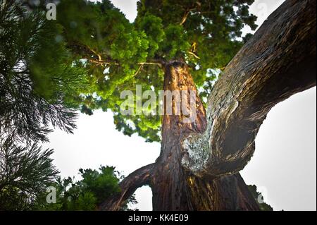 Der Baum und seine Nachbarn - 23/04/2011 - - Rotholz, Park du Chateau de Versailles im Regen" Ich kannte die Louis' - Sylvain Leser/le pictorium Stockfoto