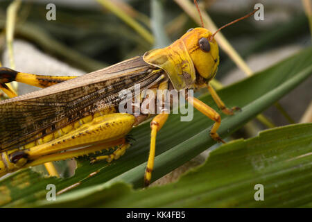 Saint-Martin-le-Chatel (zentral-östlichen Frankreich). 2015/05/26. Genießbare Wanderheuschrecken (Locusta migratoria), Protein reich lebenden Heuschrecken. Stockfoto