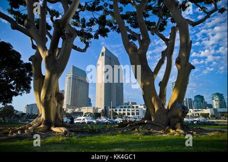 San Diego - 04/09/2011 - - Osage Orange Tree (Baum) an der Bucht und Marina San Diego - Sylvain Leser / Le Pictorium Stockfoto