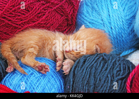 New Born Baby Katze schlafen. nett schön wenig wenige Tage alten orange Creme Farbe Kätzchen. Neugeborenen aufgegeben orange cat Kitten gerettet. Stockfoto