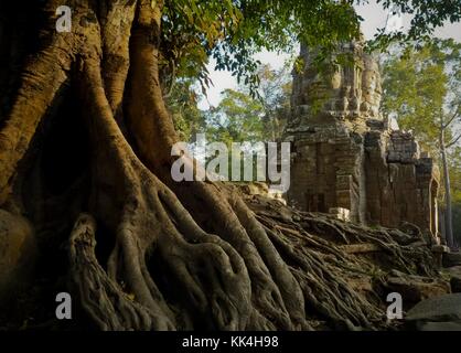 TA Prohm, die Wurzeln des Göttlichen - 11/12/2009 - Kambodscha / Angkor - Ta Prohm, die Wurzeln des Göttlichen - in BeetweenBayon und Ta Prohm, ein Tempel auf dem Gelände von Angkor in Kambodscha, im Bayon-Stil im späten zwölften Jahrhundert erbaut. Sein Name bedeutet 'Großvater Brahma'. - Sylvain Leser / Le Pictorium Stockfoto