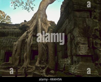 TA Prohm, die Wurzeln des Göttlichen - 11/12/2009 - Kambodscha / Angkor - Ta Prohm, die Wurzeln des Göttlichen - 'die Hand des Himmels'. - Ta Prohm ist ein Tempel auf dem Gelände von Angkor in Kambodscha, im Bayon-Stil im späten zwölften Jahrhundert gebaut. Sein Name bedeutet 'Großvater Brahma'. - Sylvain Leser / Le Pictorium Stockfoto