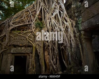 TA Prohm, die Wurzeln des Göttlichen - 11/12/2009 - Kambodscha / Angkor - Ta Prohm, die Wurzeln des Göttlichen - 'das Netz des Holzes' - Ta Prohm ist ein Tempel auf dem Gelände von Angkor in Kambodscha, im Bayon-Stil im späten zwölften Jahrhundert erbaut. Sein Name bedeutet 'Großvater Brahma'. - Sylvain Leser / Le Pictorium Stockfoto