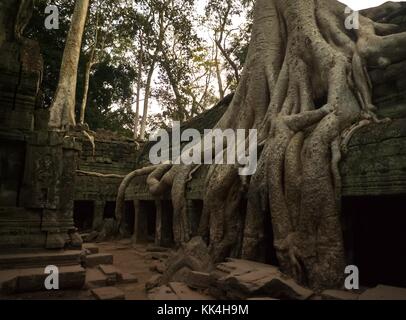 TA Prohm, die Wurzeln des Göttlichen - 11/12/2009 - Kambodscha / Angkor - "und der Mann saß in seinem Baum". - Ta Prohm ist ein Tempel auf dem Gelände von Angkor in Kambodscha, im Bayon-Stil im späten zwölften Jahrhundert gebaut. Sein Name bedeutet 'Großvater Brahma'. - Sylvain Leser / Le Pictorium Stockfoto