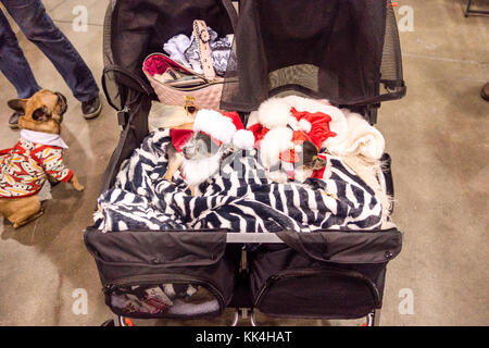 Zwei Chihuahuas gekleidet, wie Santa Claus in einem Kinderwagen an der kanadischen Pet Expo in Toronto, Ontario, Kanada Stockfoto