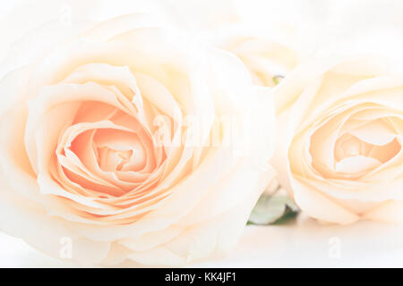Weich ausgewachsenen zarte Rosen als neutraler Hintergrund. Selektive konzentrieren. Stockfoto