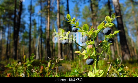 Schweden, schwedisch Lappland. 2014/08/08. Wilde Heidelbeere (Vaccinium myrtillus) im muddus Nationalpark, in der Nähe von Jokkmokk und Gallivare, N gelegen Stockfoto