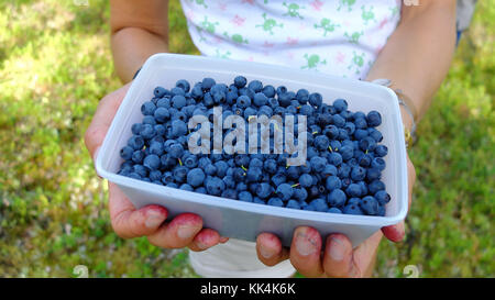 Schweden, schwedisch Lappland. 2014/08/08. Kind zeigt eine punnet von wilden Heidelbeeren im muddus Nationalpark erhoben werden, liegt in der Stadt Jokkmokk ein Stockfoto