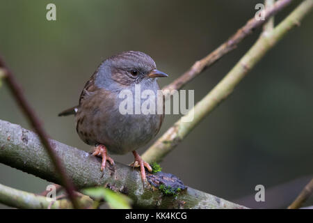 Heckenbraunelle (Prunella Modularis) thront auf einem Ast Stockfoto