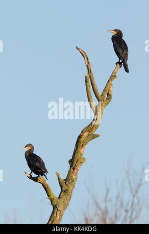 Kormoran (Phalcrocorax carbo) Rastplätze in einem toten Baum Stockfoto