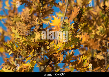 Blätter im Herbst von pedunculate Oak (Quercus robur) Stockfoto