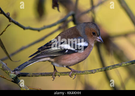 Männliche gemeinsame Buchfink (Fringilla coelebs) Stockfoto