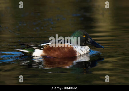 Männliche Northern Shoveler (Spatula clypeata (ehemals Anas Clypeata) Schwimmen auf einem Teich Stockfoto