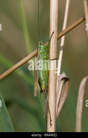 Frau lange - geflügelte Pfeilspitze (Conocephalus verfärben) auf einem toten Gras Stammzellen Stockfoto