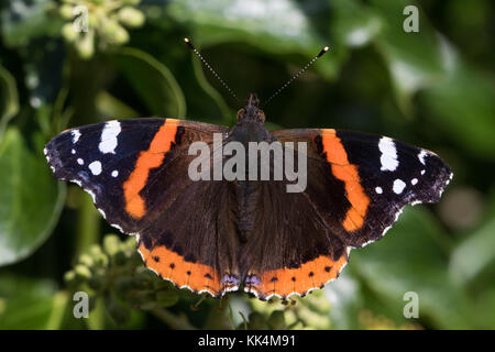 Red Admiral (Vanessa atalanta) ruht auf Efeu (Hedera helix) Blumen Stockfoto