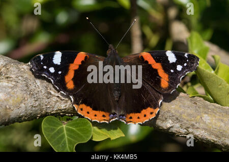 Red Admiral (Vanessa atalanta) Schmetterling ruht auf einem Zweig Stockfoto