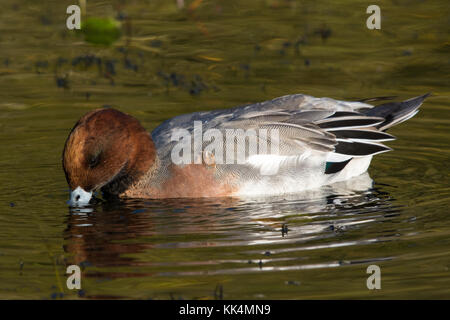 Mareca männliche Eurasischen Pfeifente (Anas penelope Penelope (ehemals)) Mauser aus Eclipse Gefieder in winter Gefieder Stockfoto