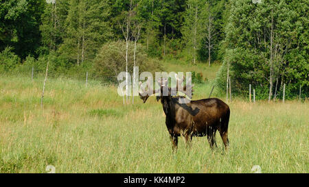 Schweden: Östersund. 2014/08/04. 'Moose Garten', Elch Farm. Elk Gebrüll Stockfoto