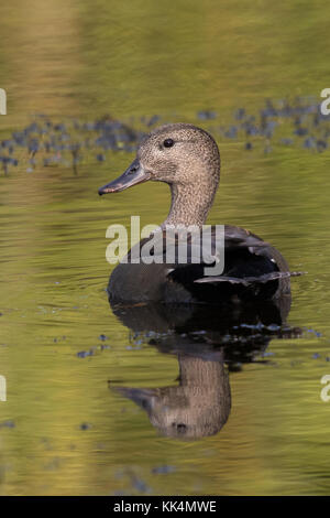 Männliche Schnatterente (Anas strepera Mareca (ehemals strepera)) Schwimmen auf einem Teich Stockfoto