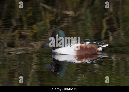 Männliche Northern Shoveler (Spatula clypeata (ehemals Anas Clypeata) Schwimmen auf einem Teich Stockfoto