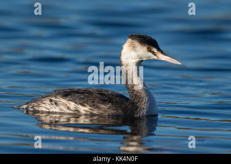 Nach Haubentaucher (Podiceps cristatus) in nicht-Zucht Gefieder Stockfoto