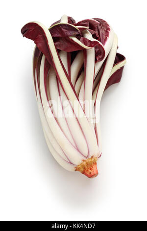 Radicchio Rosso di Treviso tardivo, Italienisch rotem Chicoree auf weißem Hintergrund Stockfoto