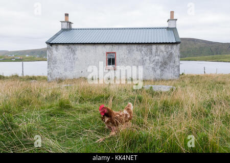 Braun Huhn vor Bauernhaus auf West Burra, Shetlandinseln, Schottland, Großbritannien Stockfoto