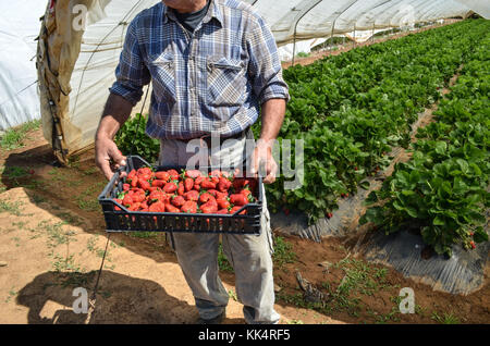 Italien, Toskana: Capalbio. Erdbeeren wachsen in Gewächshäusern in Capalbio, einer Stadt in der Provinz von Grosseto. Kiste frisch gepflückt roten Erdbeeren Stockfoto