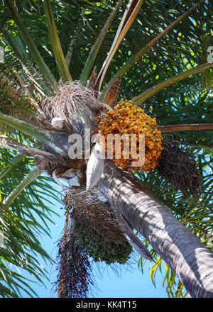 Bunte Termine auf Palme. Stockfoto